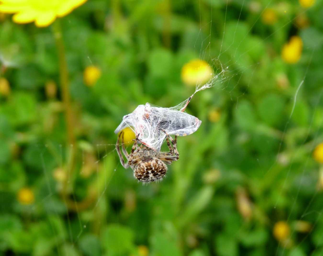 Agalenatea redii cattura Rhinocoris erythropus